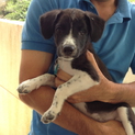 生後約３ヶ月の保護犬。片目がありません（代理投稿）