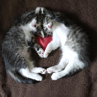 ありがとう！子猫の里親さん決まりました。