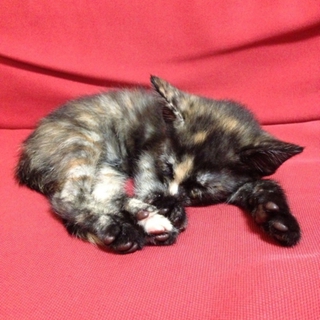 こねこ