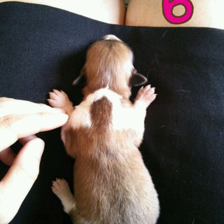 ５月４日生まれの雑種♂