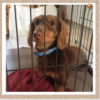 Mダックス♂1～2歳くらい