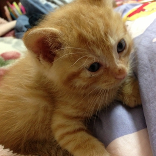 可愛い子猫ちゃんです！里親募集ちゅう！