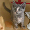 パステル・サビの甘えん坊子猫