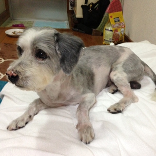 甘えん坊なわんちゃんです。
