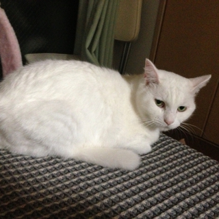 猫の里親を募集します。