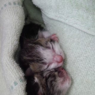 〇　生後一週間未満の仔猫２匹です　〇