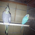 オカメインコ、セキセイインコの里親募集。