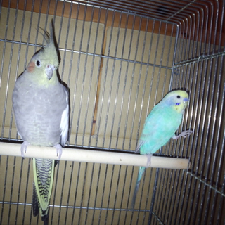 オカメインコ、セキセイインコの里親募集。