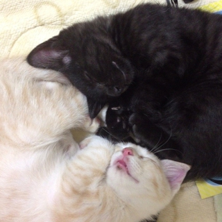 生後3ヶ月のオス 2兄弟