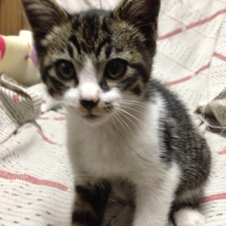 人懐っこい子猫