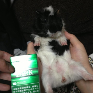 生まれて6ヶ月の可愛いモルモット