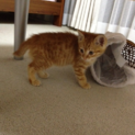 ☆茶トラの子猫　里親探しています☆