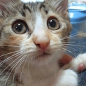 三毛猫のさくらちゃん