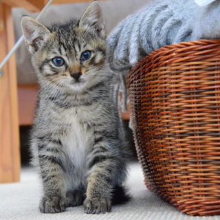 子猫の里親を募集しております。
