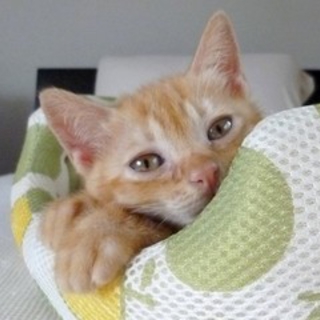 べっぴんにゃん。