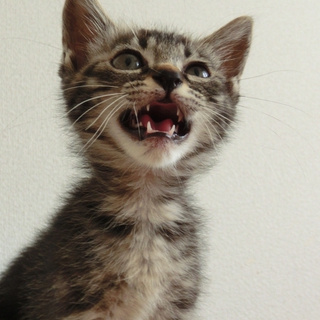 あやちゃんの家族募集中♪