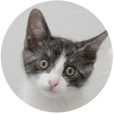 ふんばり親子猫　ハチワレ かわいいハチワレ子猫 華」群馬県 - 猫の里親募集(41784