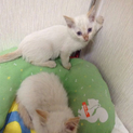 シャム系の美猫♀