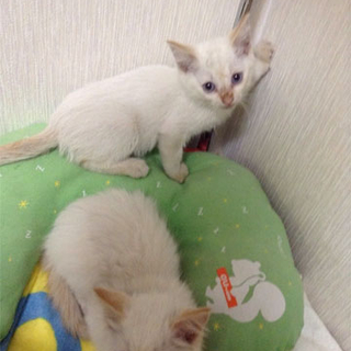 シャム系の美猫♀