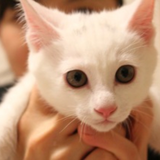 天真爛漫男子　みるく