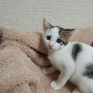 まだ少し怖がり　タイソンくん