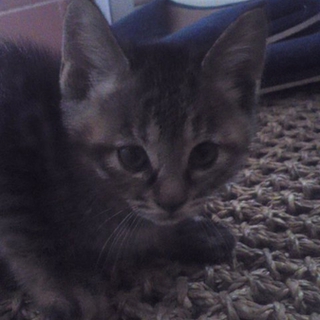 子猫の里親さんを探しています。