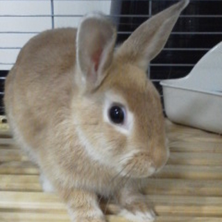 終生飼育をお願いします！