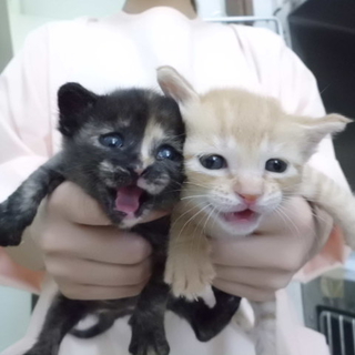 仲良し姉妹の子猫です