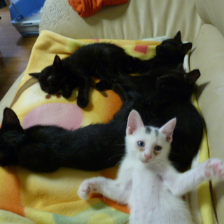 ５月２日生まれの子猫の里親募集です