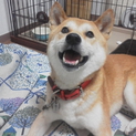 柴犬募集
