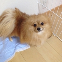 ポメラニアン