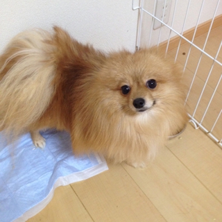 ポメラニアン