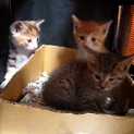 3匹の子猫の里親募集です