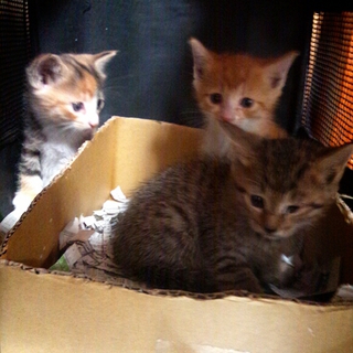 3匹の子猫の里親募集です