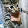 3匹の子猫の里親募集です サムネイル4