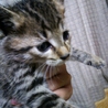 3匹の子猫の里親募集です サムネイル5