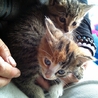 3匹の子猫の里親募集です サムネイル7
