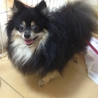 ポメラニアン サムネイル3
