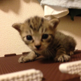 生後1ヶ月の子猫4匹の里親募集しています。