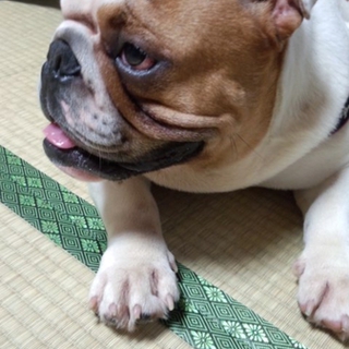 里親募集
