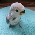 青いコザクラインコ 応募の方、返信をお待ち下さい。