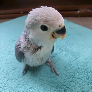 青いコザクラインコ 応募の方、返信をお待ち下さい。