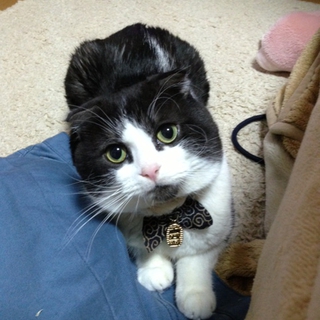 【急募】 里親募集です