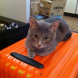 【急募】　里親募集です