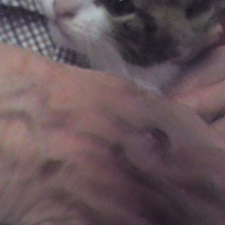 子猫の里親さんを探しています。