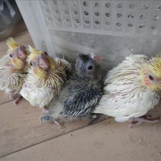 オカメインコ雛