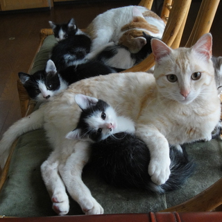 2013.4月生まれ　子猫4匹