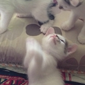 元気な子猫、もらって下さい。