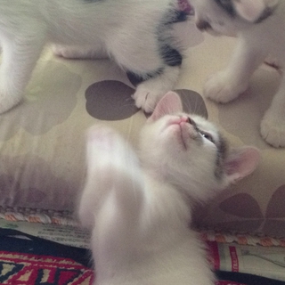 元気な子猫、もらって下さい。