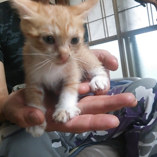 子猫募集中ー(*^^*)